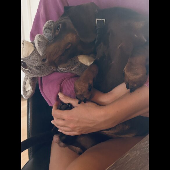 Dachshund (Standard &amp; Miniature)