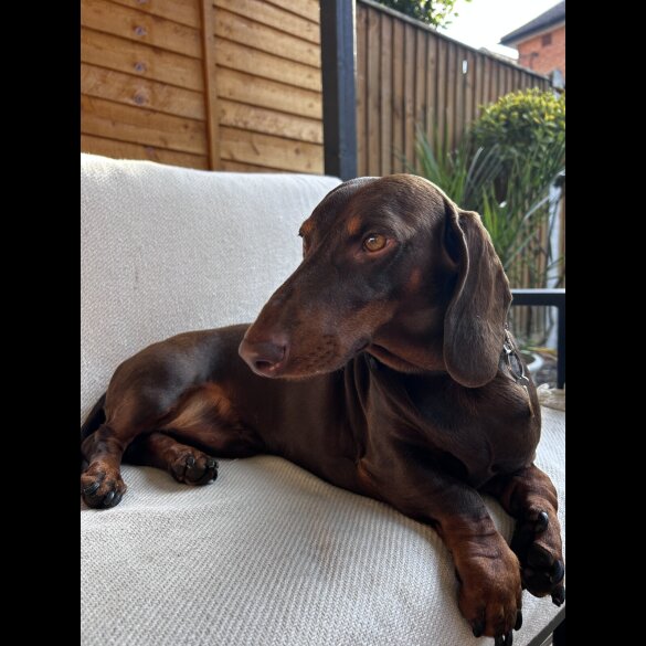 Dachshund (Standard &amp; Miniature)
