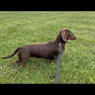 Dachshund (Standard &amp; Miniature)