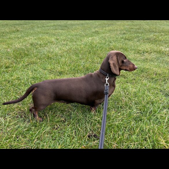 Dachshund (Standard &amp; Miniature)
