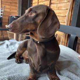 Dachshund (Standard &amp; Miniature)