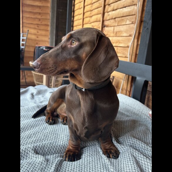 Dachshund (Standard &amp; Miniature)