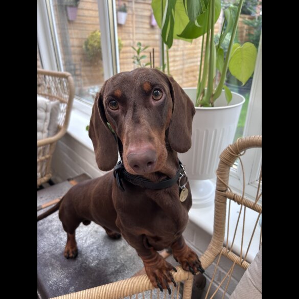Dachshund (Standard &amp; Miniature)