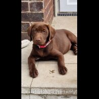 Labrador Retriever - Both