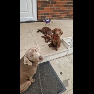 Labrador Retriever - Both