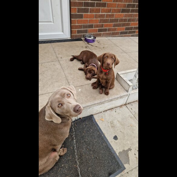 Labrador Retriever - Both