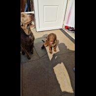 Labrador Retriever - Both