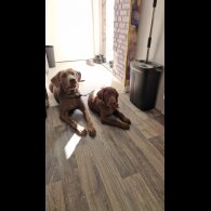 Labrador Retriever - Both