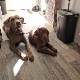Labrador Retriever - Both