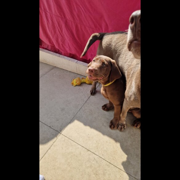 Labrador Retriever - Both