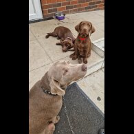 Labrador Retriever - Both