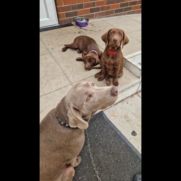 Labrador Retriever - Both