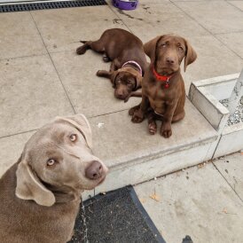 Labrador Retriever - Both
