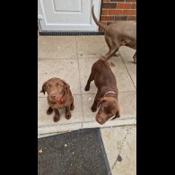 Labrador Retriever - Both