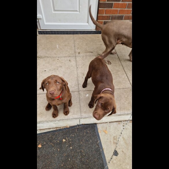 Labrador Retriever - Both