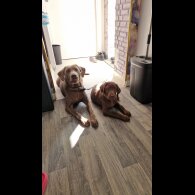 Labrador Retriever - Both