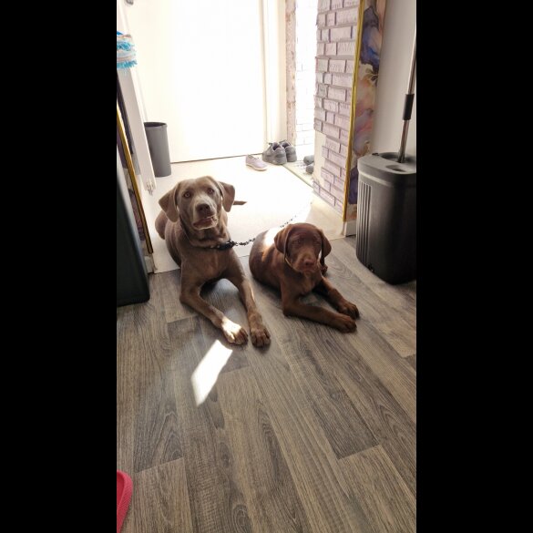 Labrador Retriever - Both