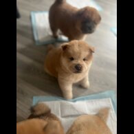 Chow Chow - Both