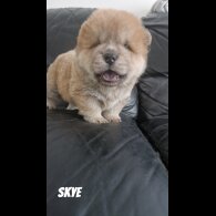 Chow Chow - Both