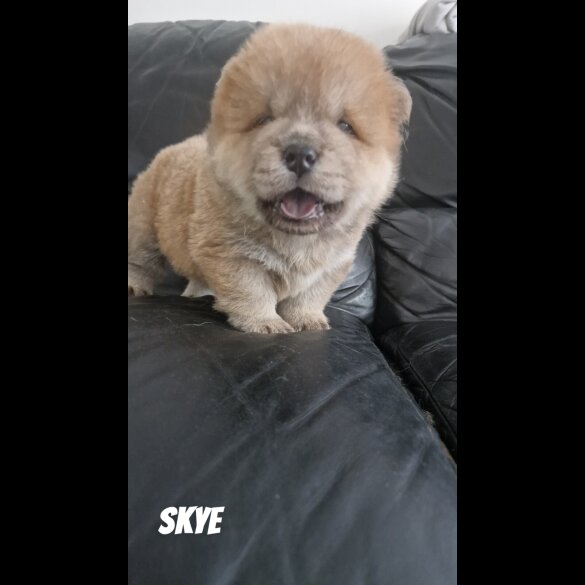 Chow Chow - Both