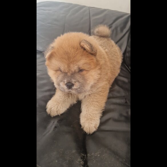 Chow Chow - Both