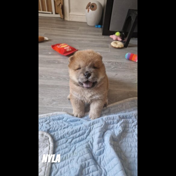 Chow Chow - Both