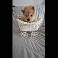 Chow Chow - Both