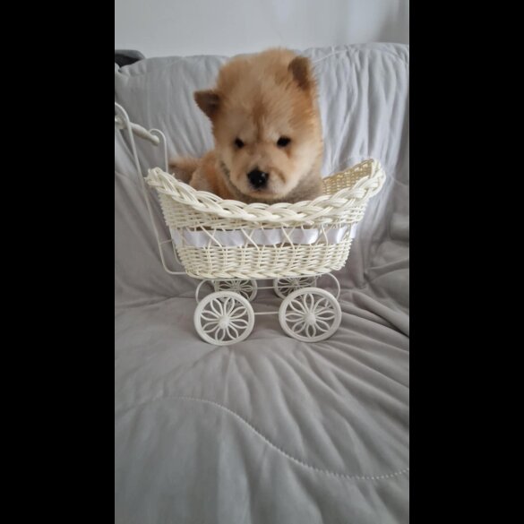 Chow Chow - Both