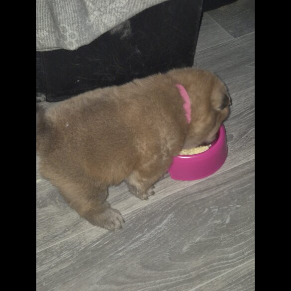 Chow Chow - Both