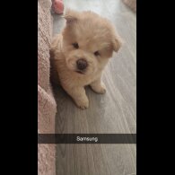 Chow Chow - Both
