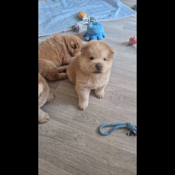 Chow Chow - Both