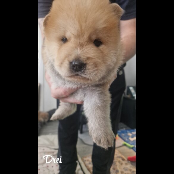 Chow Chow - Both