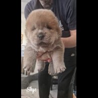 Chow Chow - Both