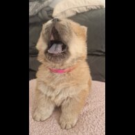 Chow Chow - Both