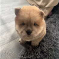 Chow Chow - Both