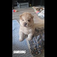 Chow Chow - Both