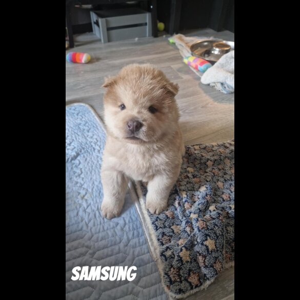 Chow Chow - Both