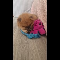 Chow Chow - Both