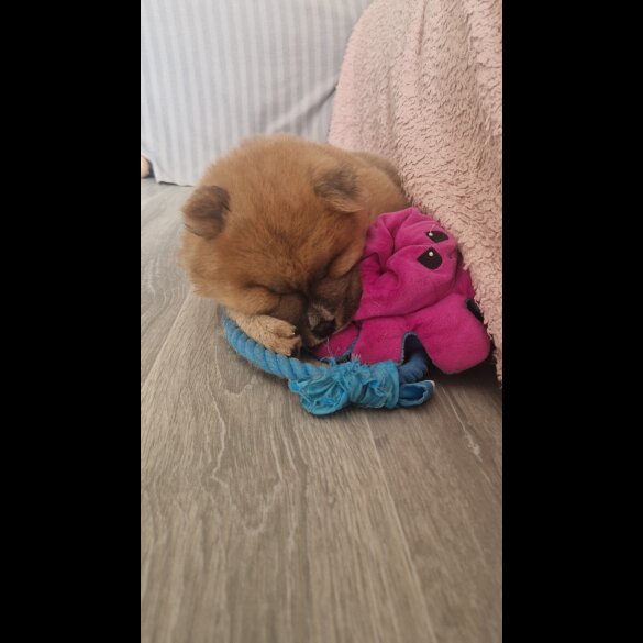 Chow Chow - Both
