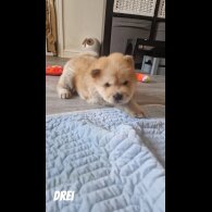Chow Chow - Both