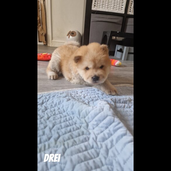 Chow Chow - Both