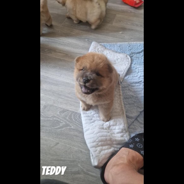 Chow Chow - Both