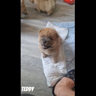 Chow Chow - Both