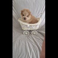 Chow Chow - Both