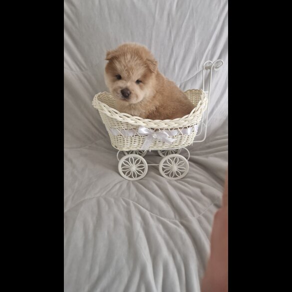 Chow Chow - Both