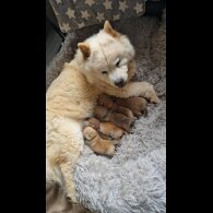 Chow Chow - Both