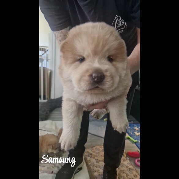 Chow Chow - Both