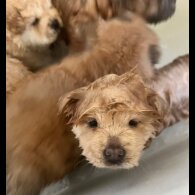 Chow Chow - Both