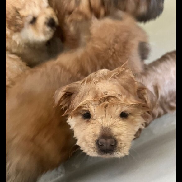 Chow Chow - Both