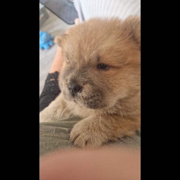 Chow Chow - Both